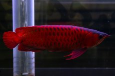 画像4: スーパーレッド  NO.47 (4)