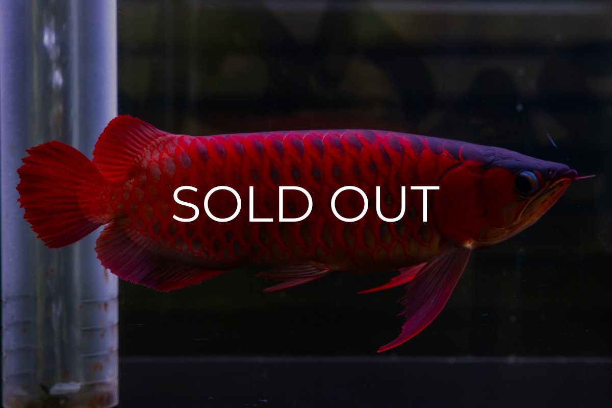 画像2: スーパーレッド  NO.47 (2)