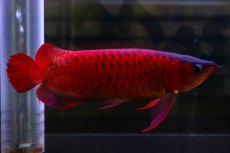 画像2: スーパーレッド  NO.47 (2)