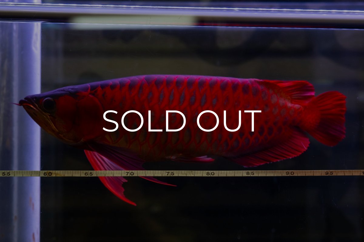 画像6: スーパーレッド  NO.47 (6)