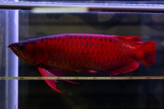 画像6: スーパーレッド  NO.47 (6)