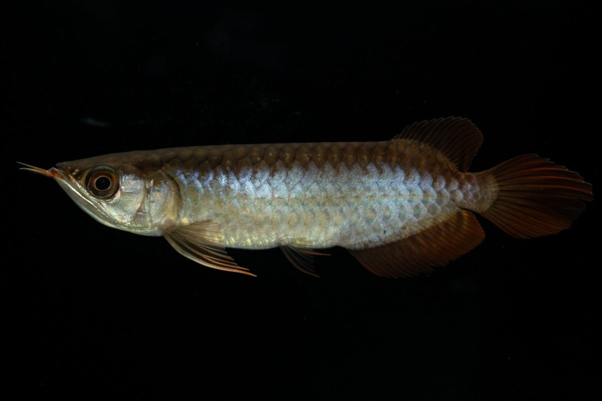 画像3: チリレッド NO.27（インドネシア産） (3)