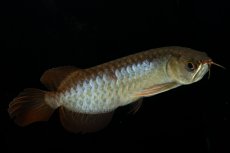 画像2: チリレッド NO.27（インドネシア産） (2)