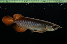 画像9: チリレッド NO.28（インドネシア産） (9)