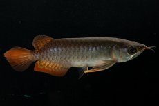 画像8: チリレッド NO.28（インドネシア産） (8)