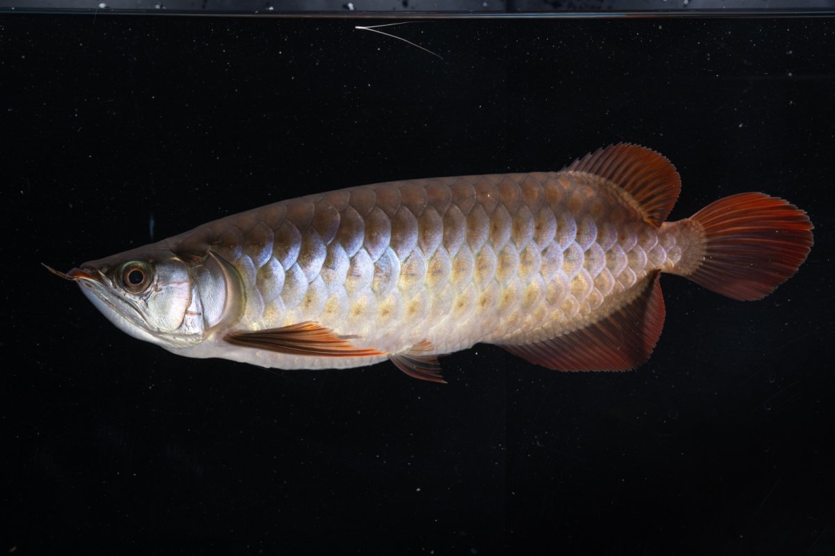 画像3: SUMO NO.33（関脇） (3)