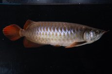 画像6: SUMO NO.33（関脇） (6)