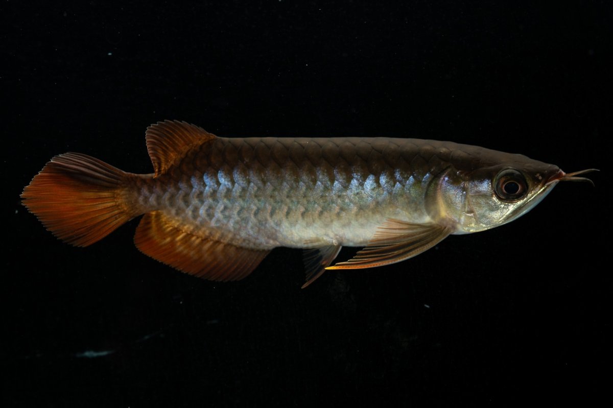 画像7: チリレッド NO.28（インドネシア産） (7)