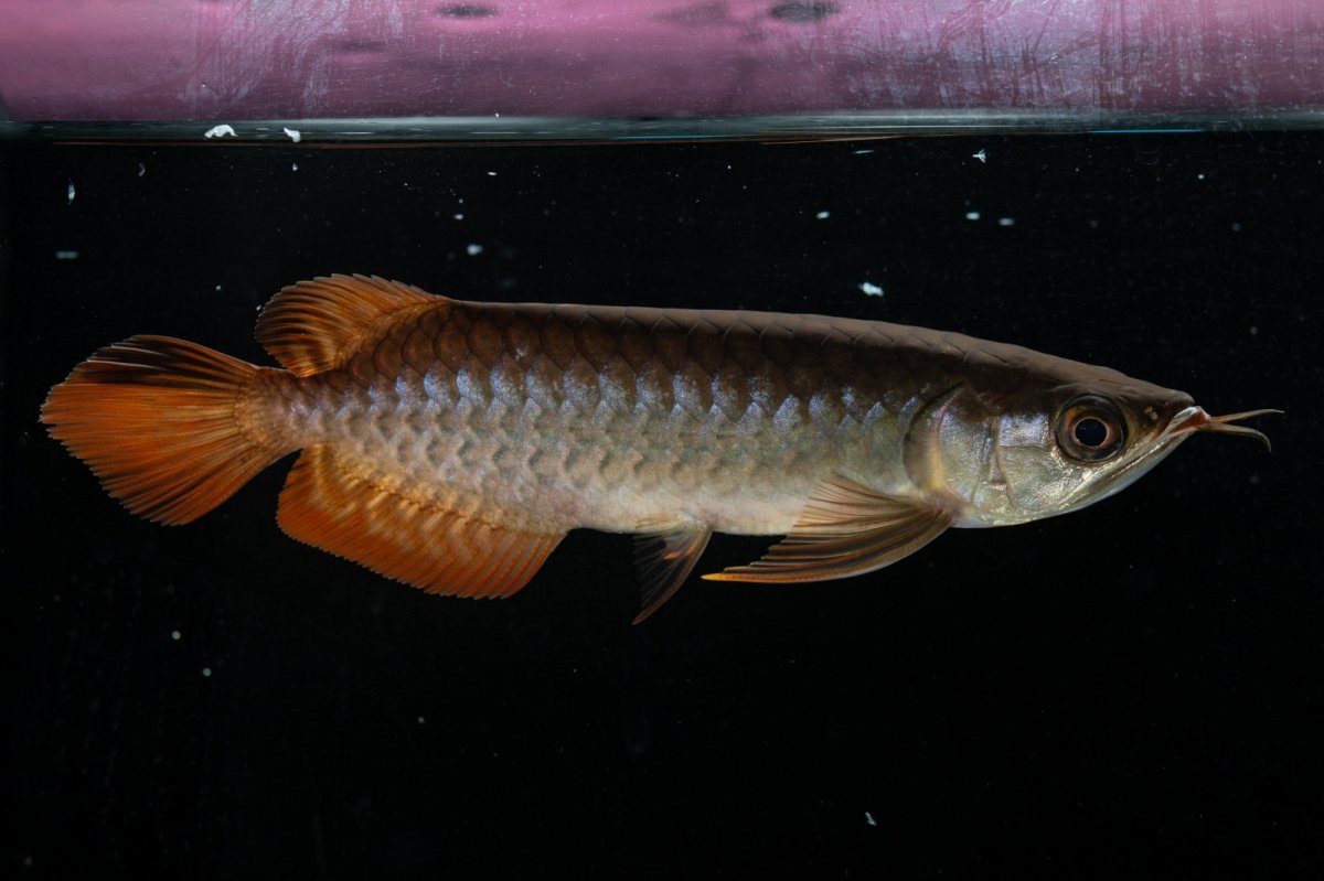 画像6: チリレッド NO.28（インドネシア産） (6)