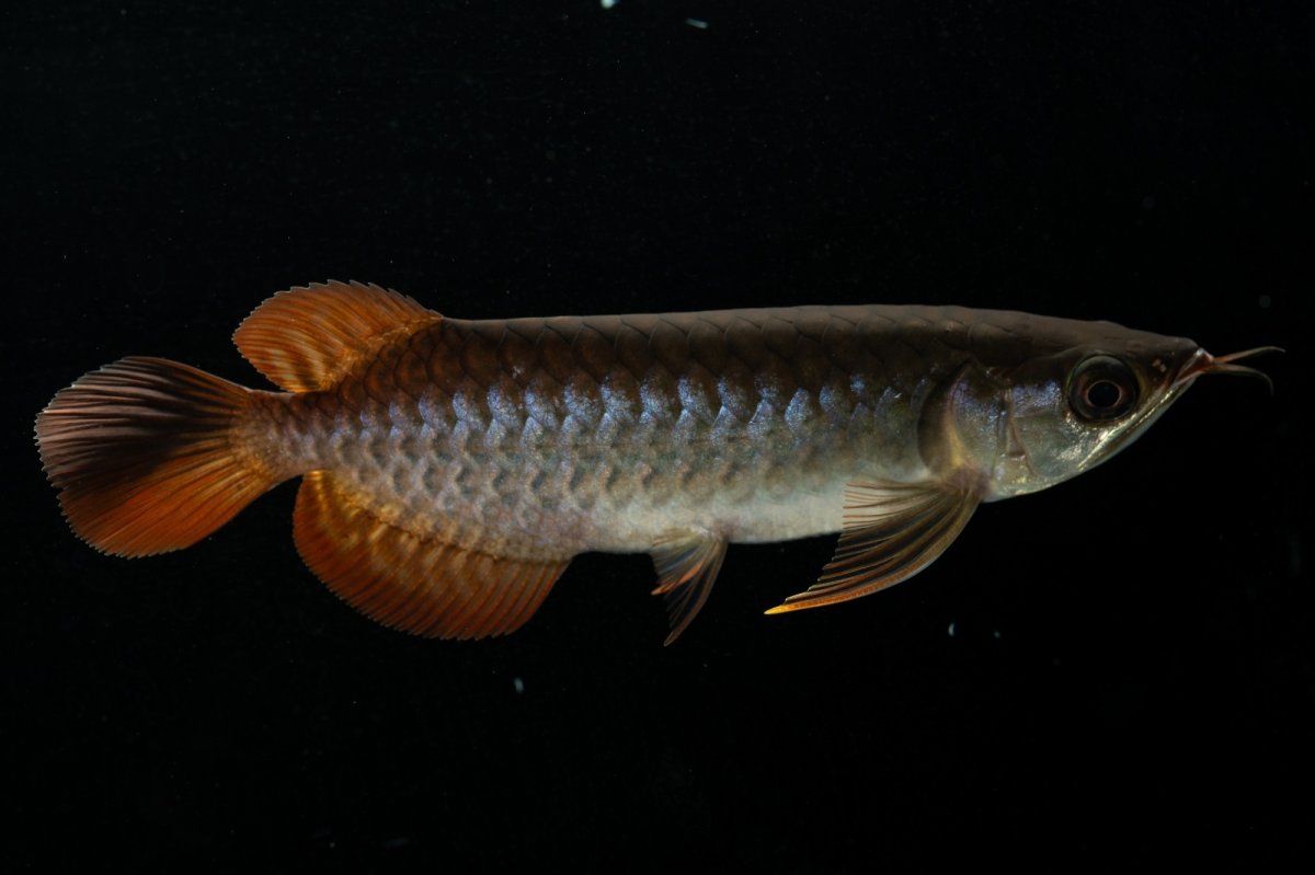 画像5: チリレッド NO.28（インドネシア産） (5)