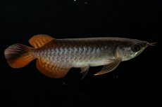 画像5: チリレッド NO.28（インドネシア産） (5)