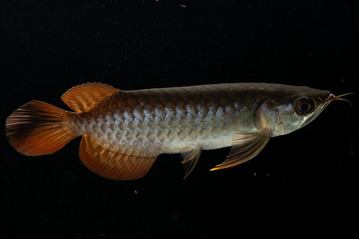 画像1: チリレッド NO.28（インドネシア産） (1)