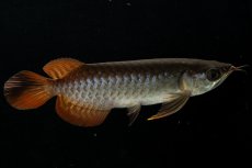 画像1: チリレッド NO.28（インドネシア産） (1)