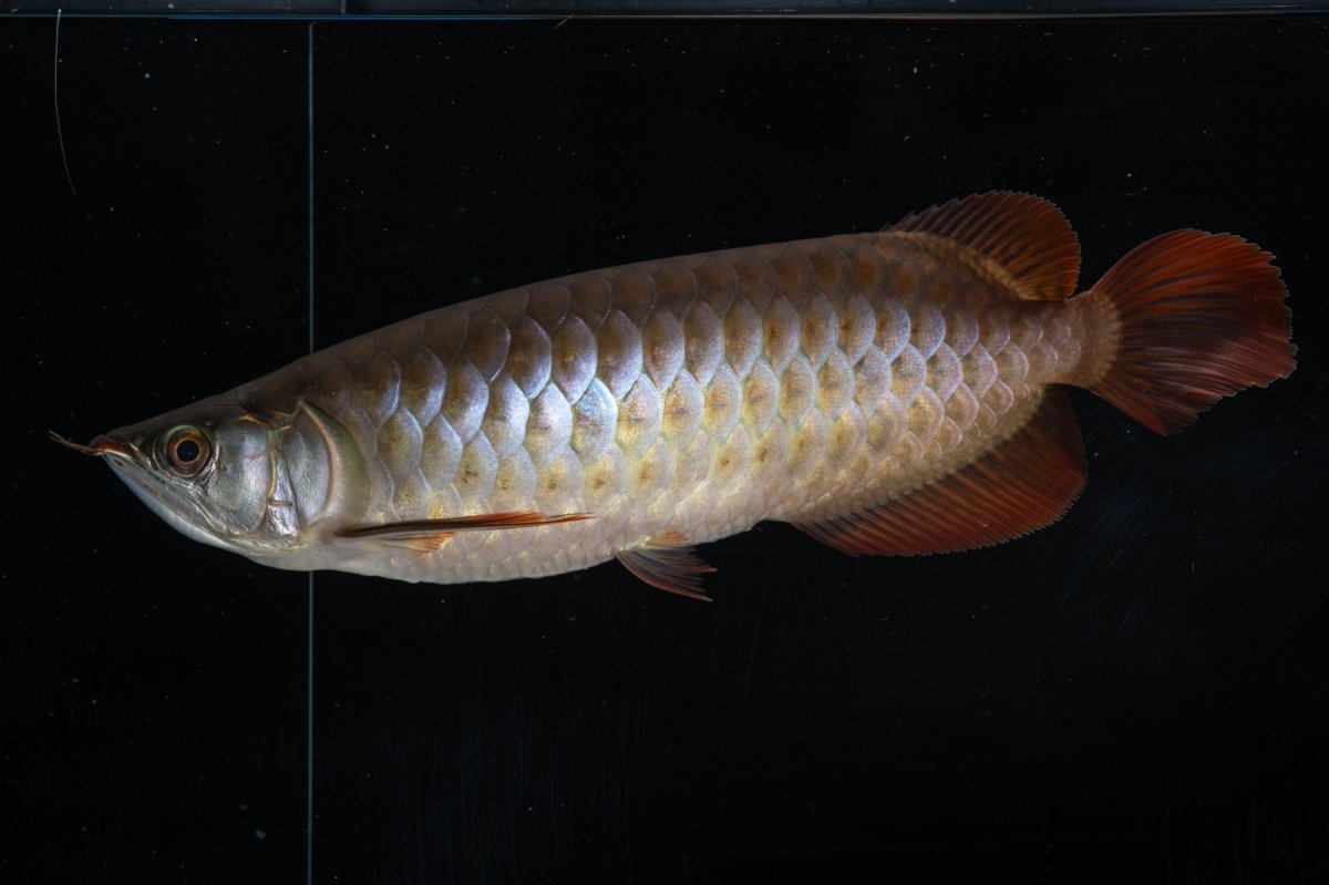 画像10: SUMO NO.33（関脇） (10)