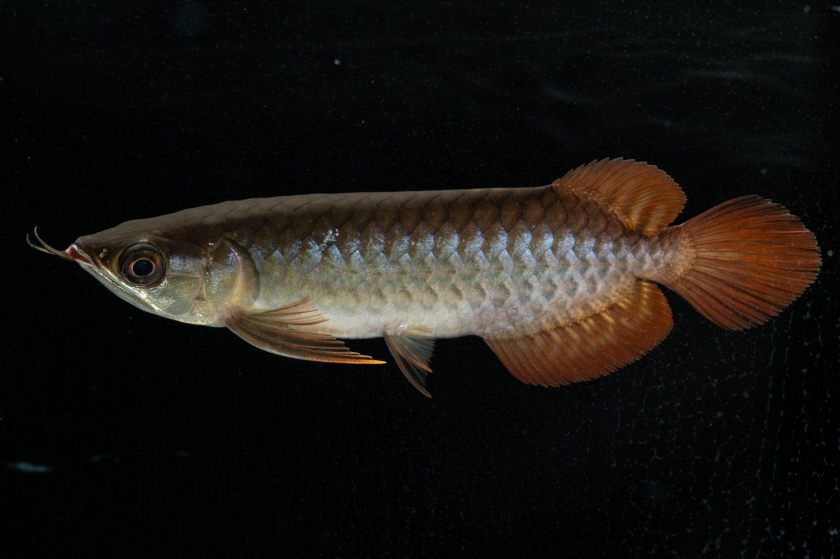 画像2: チリレッド NO.28（インドネシア産） (2)