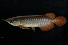 画像2: チリレッド NO.28（インドネシア産） (2)