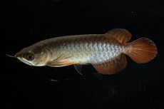 画像4: チリレッド NO.28（インドネシア産） (4)