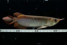 画像10: チリレッド NO.29（インドネシア産）＊（特価魚） (10)