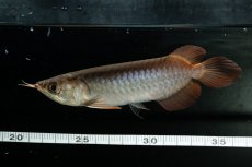 画像9: チリレッド NO.29（インドネシア産）＊（特価魚） (9)