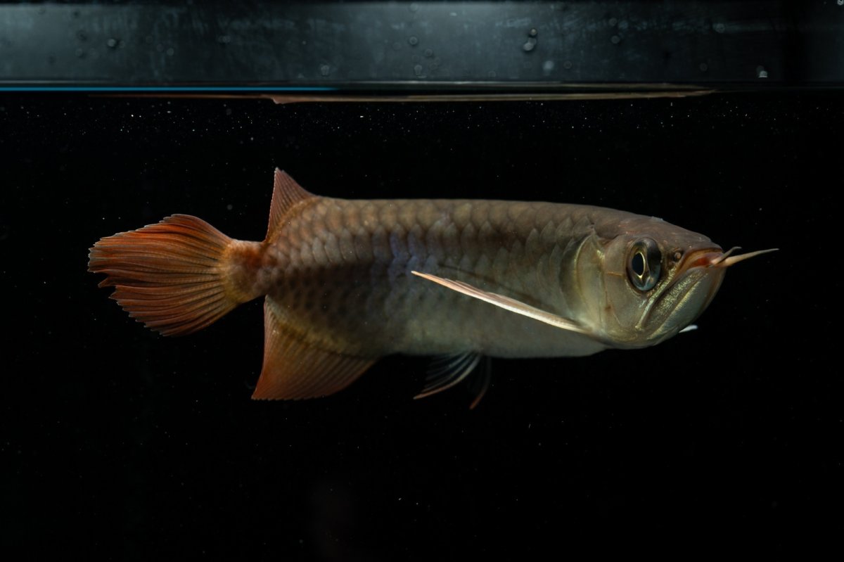 画像8: チリレッド NO.29（インドネシア産）＊（特価魚） (8)