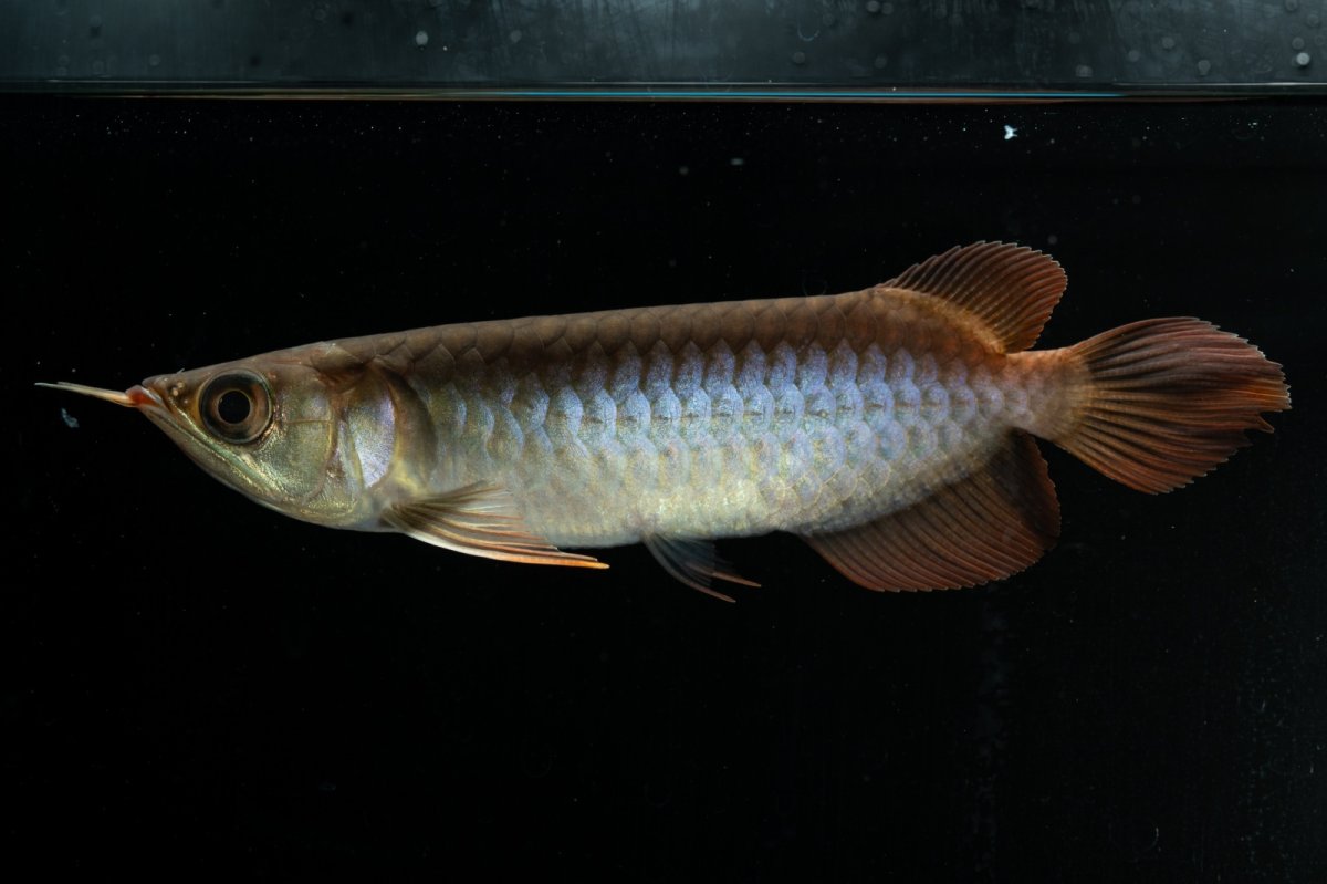 画像5: チリレッド NO.29（インドネシア産）＊（特価魚） (5)