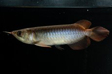 画像3: チリレッド NO.29（インドネシア産）＊（特価魚） (3)