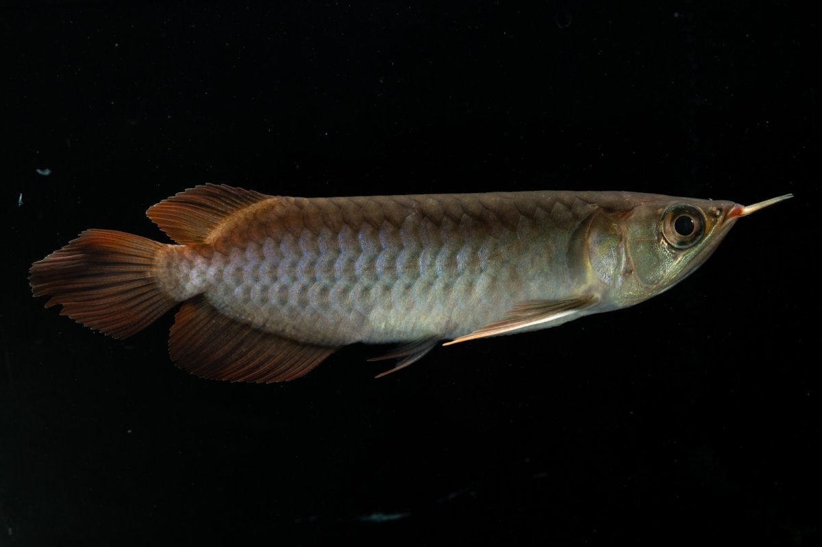 画像4: チリレッド NO.29（インドネシア産）＊（特価魚） (4)