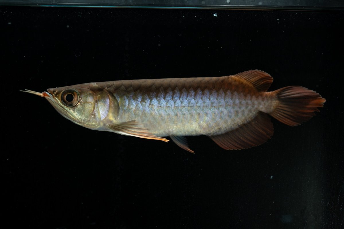 画像1: チリレッド NO.29（インドネシア産）＊（特価魚） (1)