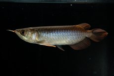 画像1: チリレッド NO.29（インドネシア産）＊（特価魚） (1)