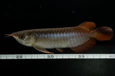 画像6: チリレッド NO.30（インドネシア産） (6)