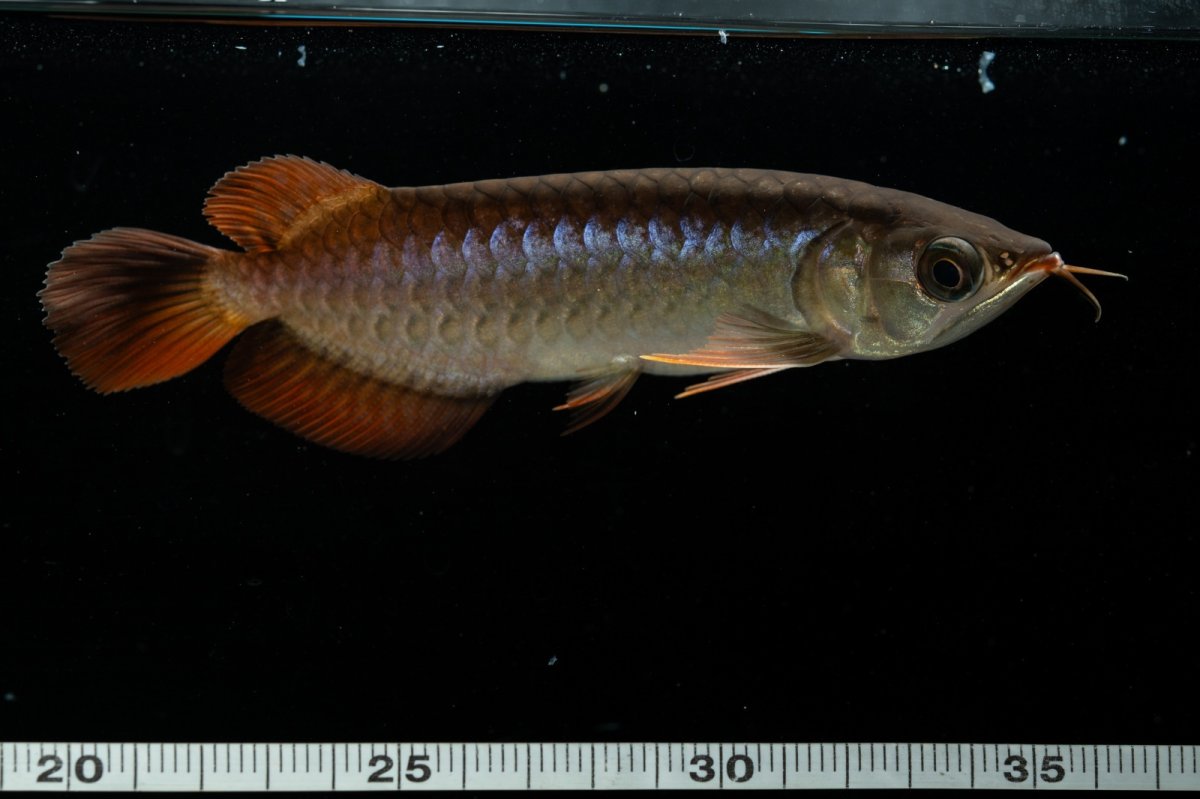 画像5: チリレッド NO.30（インドネシア産） (5)