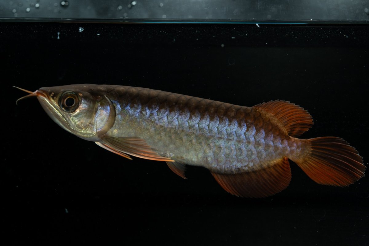 画像1: チリレッド NO.30（インドネシア産） (1)