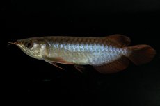 画像4: チリレッド NO.30（インドネシア産） (4)