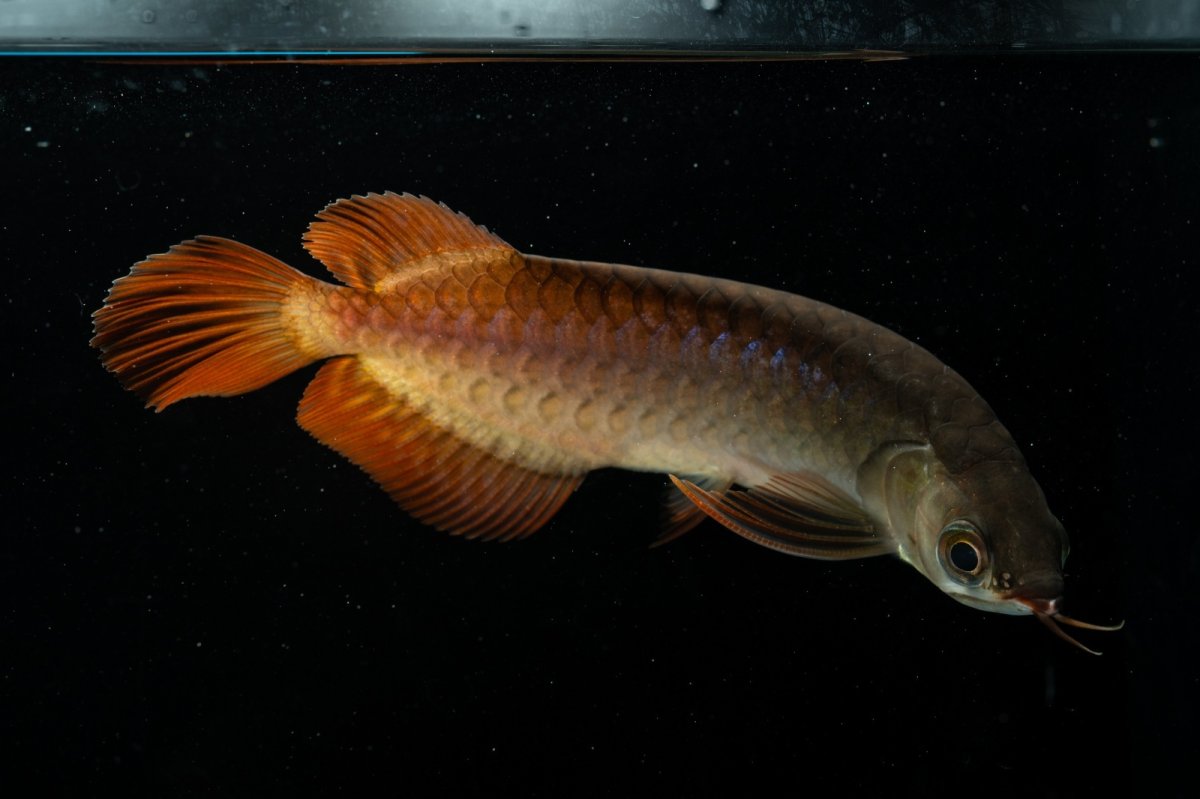 画像2: チリレッド NO.30（インドネシア産） (2)