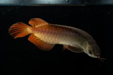 画像2: チリレッド NO.30（インドネシア産） (2)