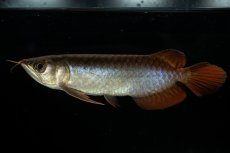 画像3: チリレッド NO.30（インドネシア産） (3)