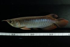 画像6: チリレッド NO.31（インドネシア産） (6)