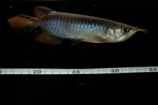 画像5: チリレッド NO.31（インドネシア産） (5)