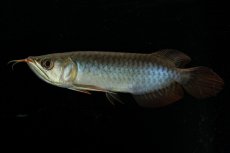 画像2: チリレッド NO.31（インドネシア産） (2)