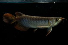 画像4: チリレッド NO.31（インドネシア産） (4)