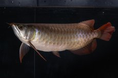 画像8: SUMO NO.33（関脇） (8)