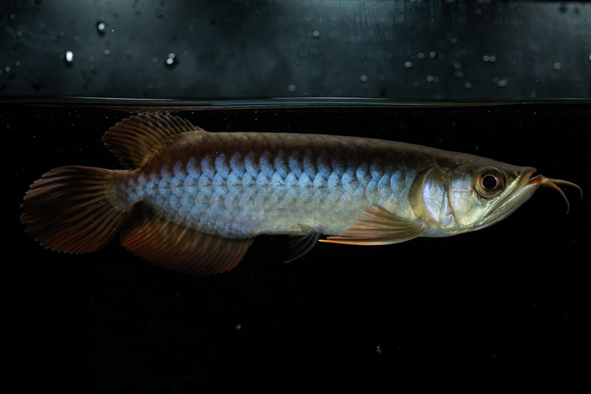 画像3: チリレッド NO.31（インドネシア産） (3)