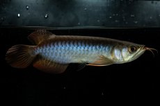 画像3: チリレッド NO.31（インドネシア産） (3)