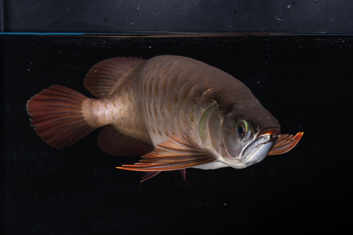 画像7: SUMO NO.33（関脇） (7)