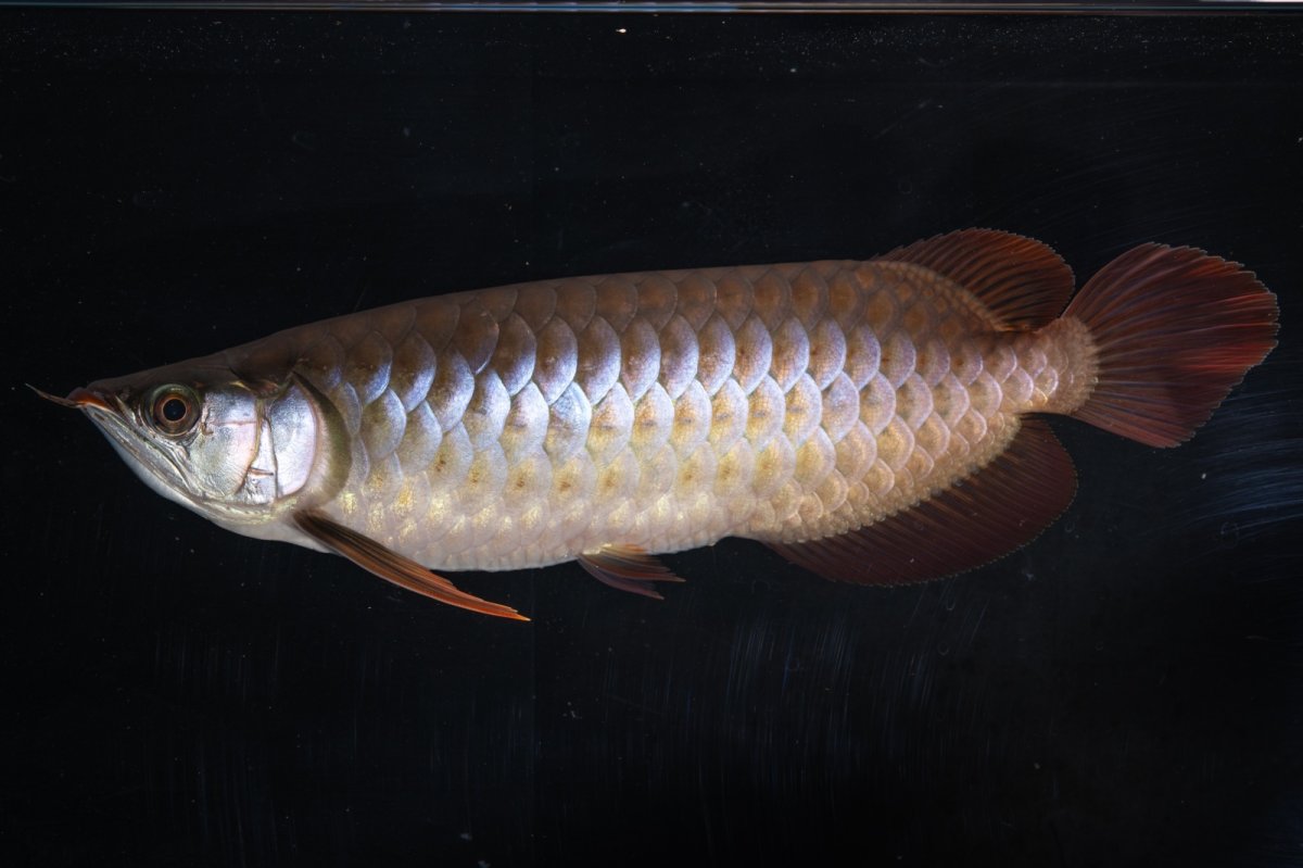 画像5: SUMO NO.33（関脇） (5)