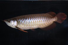 画像5: SUMO NO.33（関脇） (5)