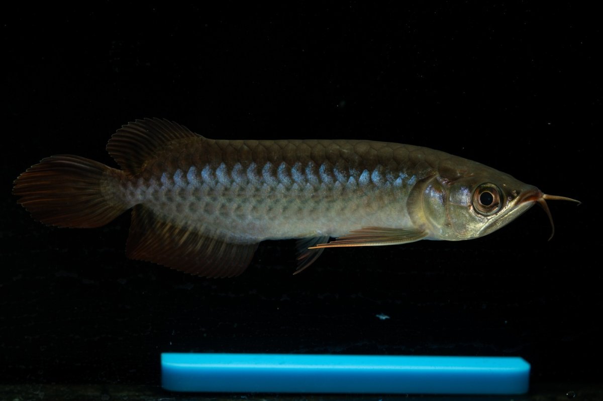 画像1: チリレッド NO.31（インドネシア産） (1)