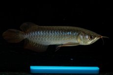 画像1: チリレッド NO.31（インドネシア産） (1)