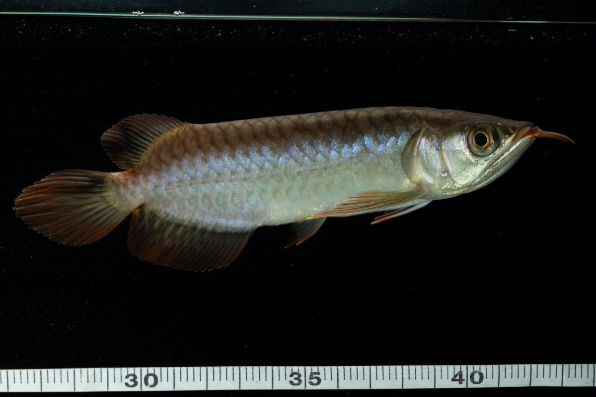 画像6: チリレッド NO.32（インドネシア産） (6)