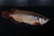 画像4: SUMO NO.33（関脇） (4)